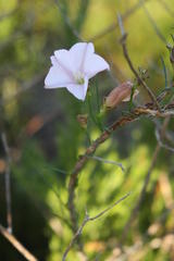 Convolvulus bidentatus