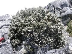 Brunia microphylla
