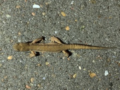 Lissotriton vulgaris