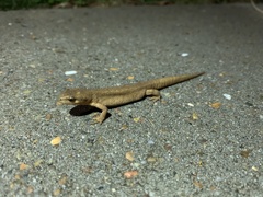 Lissotriton vulgaris