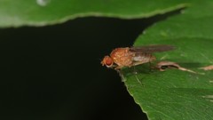 Suillia laevis