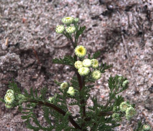 Oncosiphon grandiflorus, photograph 5