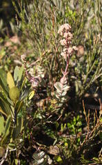 Crassula perforata perforata