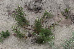 Oncosiphon grandiflorus