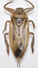 Lethocerus patruelis