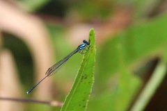 Prodasineura collaris