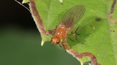 Suillia laevis