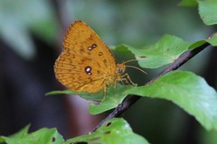 Tetragonus lycaenoides