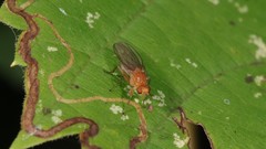 Suillia laevis