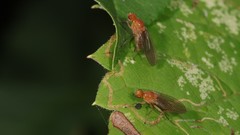 Suillia laevis