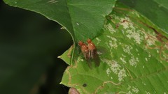 Suillia laevis