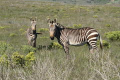 Equus zebra zebra