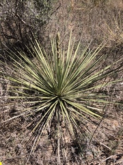 Yucca campestris