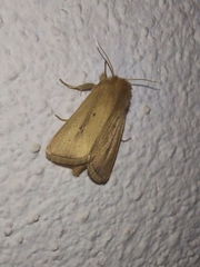 Sesamia nonagrioides