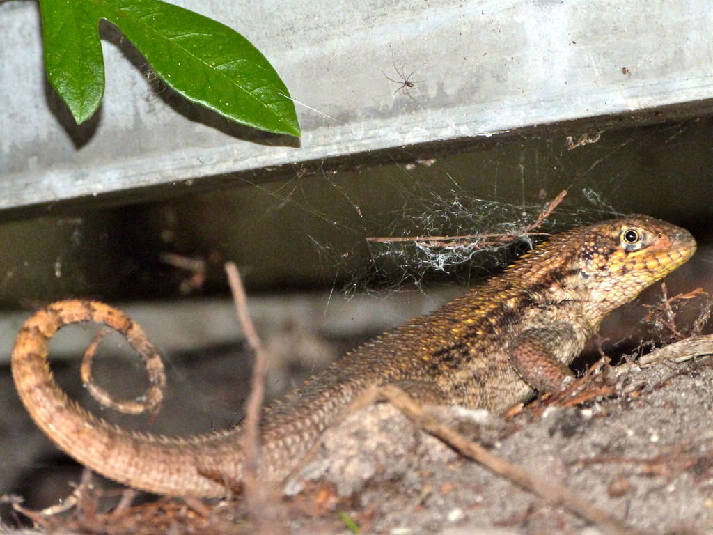 Northern Curlytailed Lizard (Fauna of Broward County, Florida