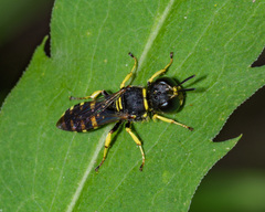 Clytochrysus