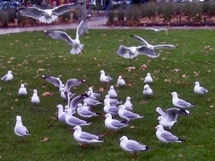 Chroicocephalus novaehollandiae scopulinus