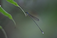 Amphicnemis smedleyi