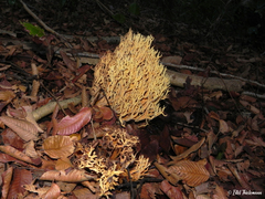Phaeoclavulina flaccida