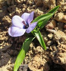 Moraea versicolor