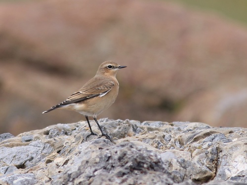 Foto de Northern Wheatear