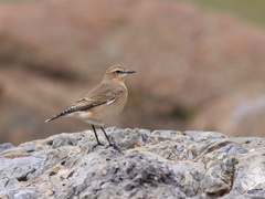 Northern Wheatear photo 6