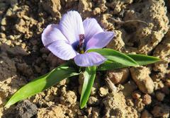 Moraea versicolor