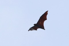 Pteropus vampyrus