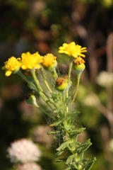 Euryops algoensis