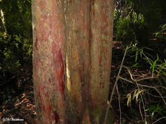 Podocarpus salignus