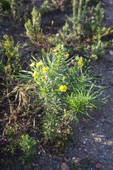 Euryops algoensis