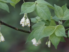Staphylea trifolia