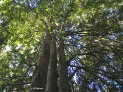 Podocarpus salignus
