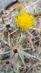 Centaurea procurrens