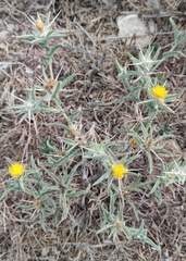 Centaurea procurrens