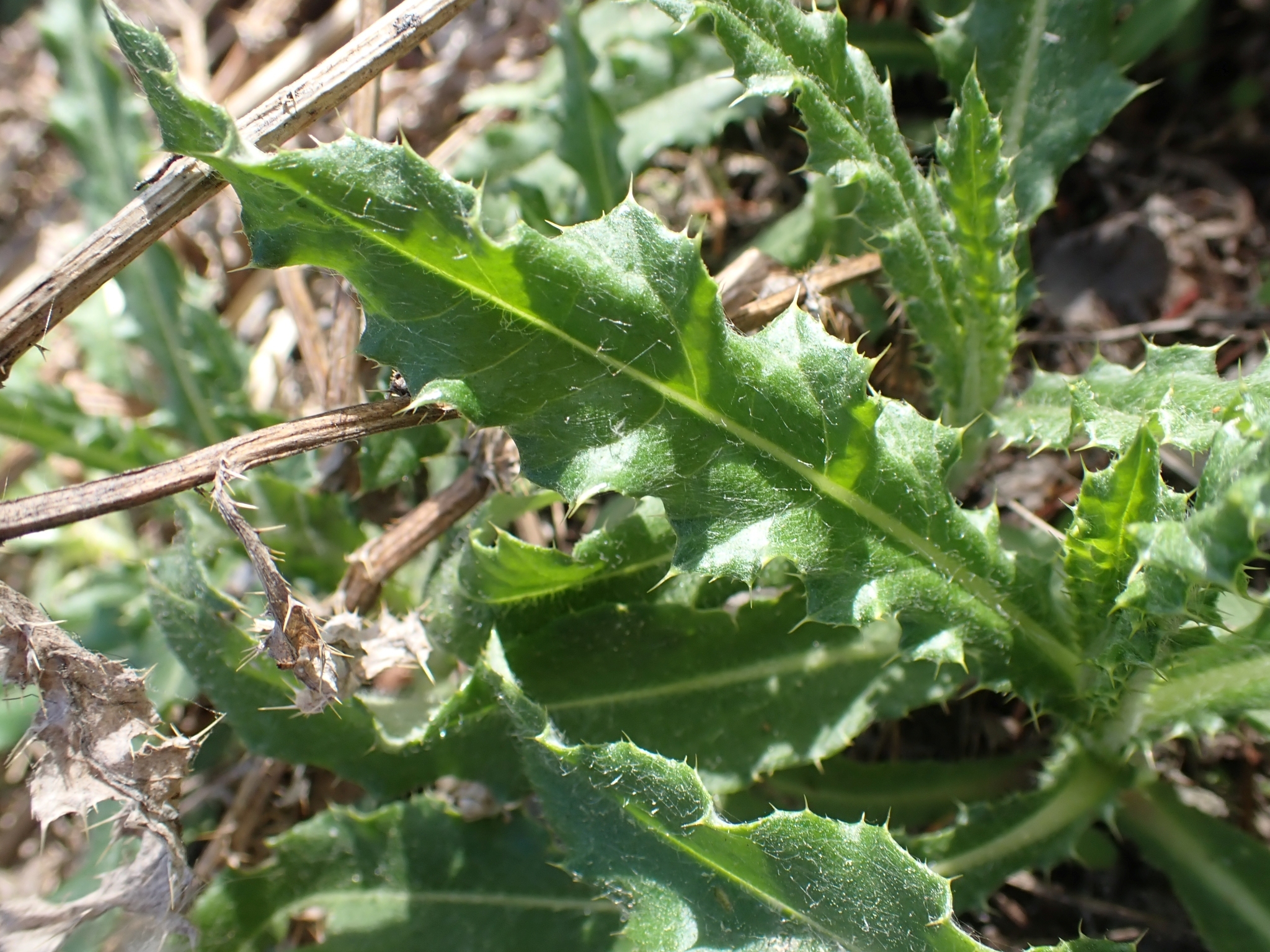 Spikey leaves of the Canada thistle