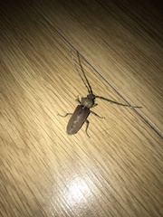 Hesperophanes sericeus