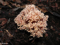 Ramaria botrytis