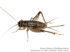 Velarifictorus micado