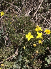 Oenothera hartwegii