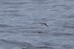 Exocoetidae