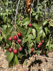 Prunus ilicifolia lyonii
