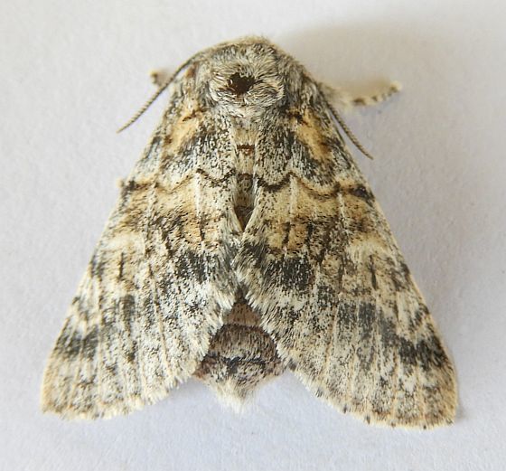 Gluphisia wrightii