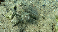 Parablennius tentacularis