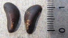 Arcuatula capensis image