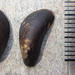 Estuarine Mussel - Photo (c) Ricky Taylor, some rights reserved (CC BY-NC), uploaded by Ricky Taylor