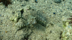 Parablennius tentacularis