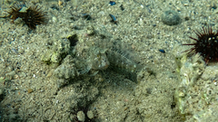 Parablennius tentacularis