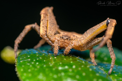 Coenypha edwardsi