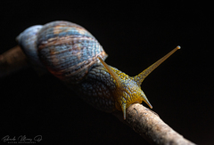 Plectostylus peruvianus